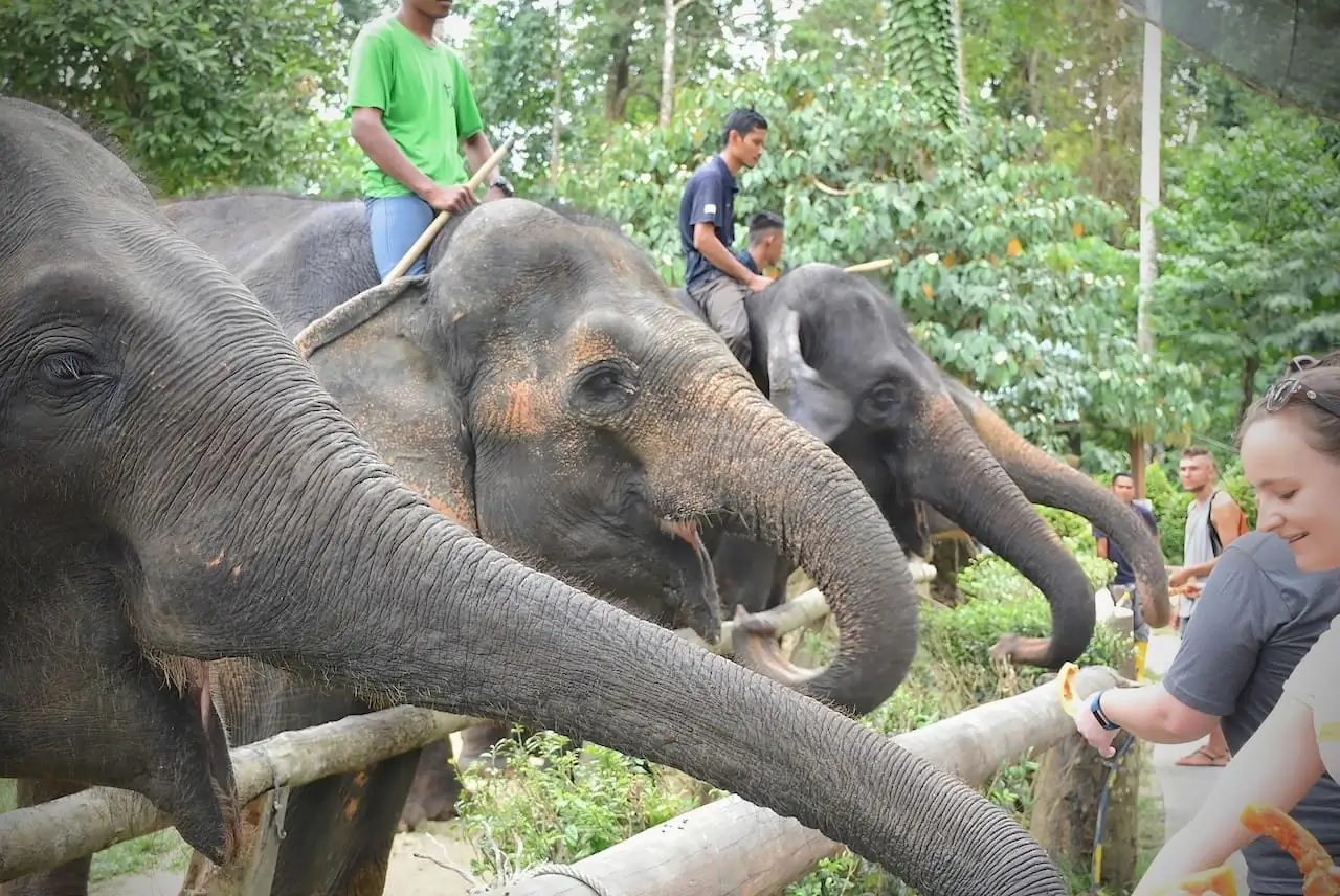 Elephant Sanctuary