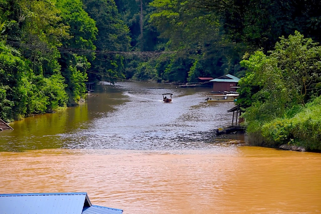 Taman Negara Rainforest